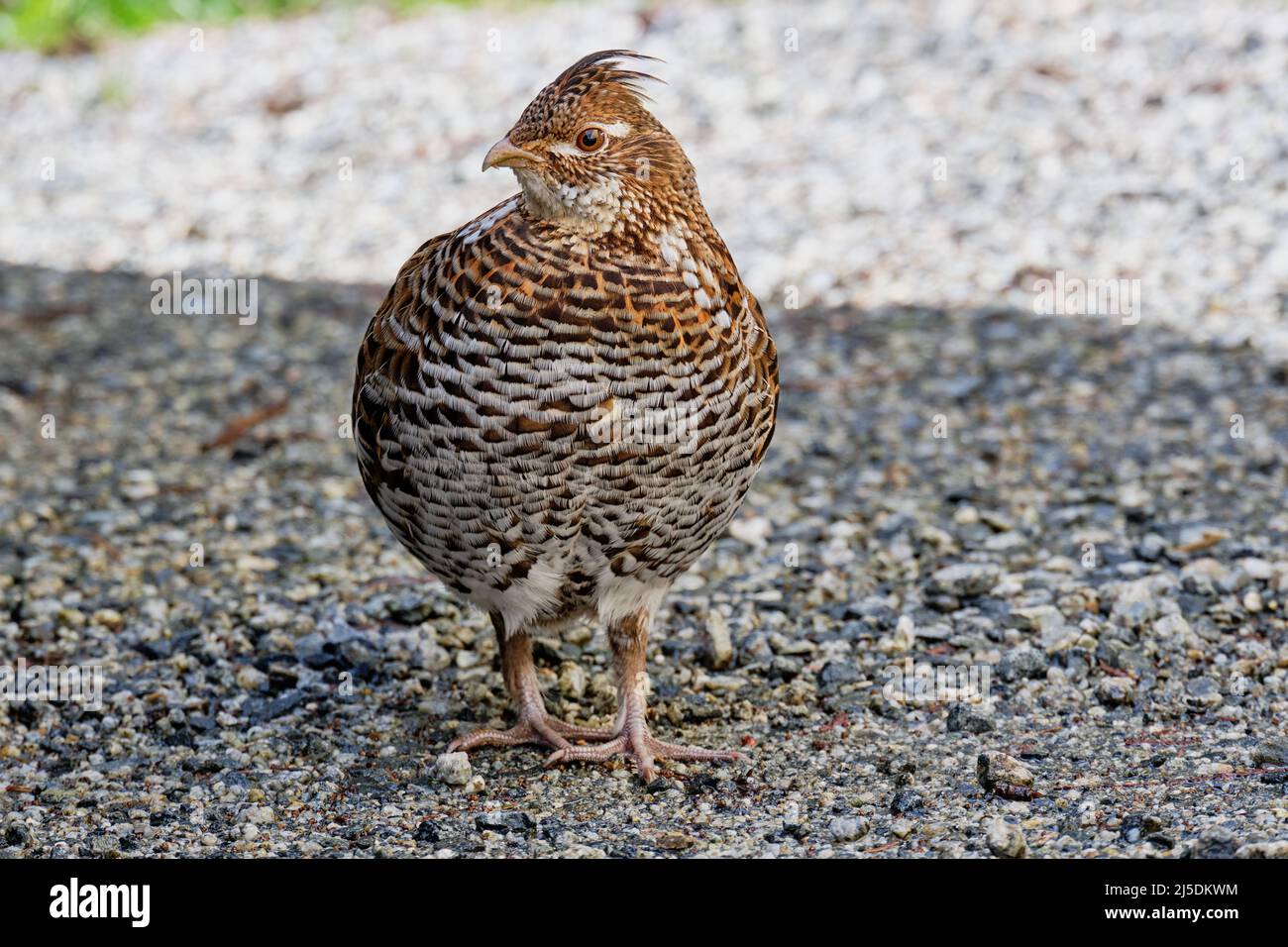 Ruffed Grouse turns head to one side to show beautiful plumage while keeping an eye on photographer Stock Photo