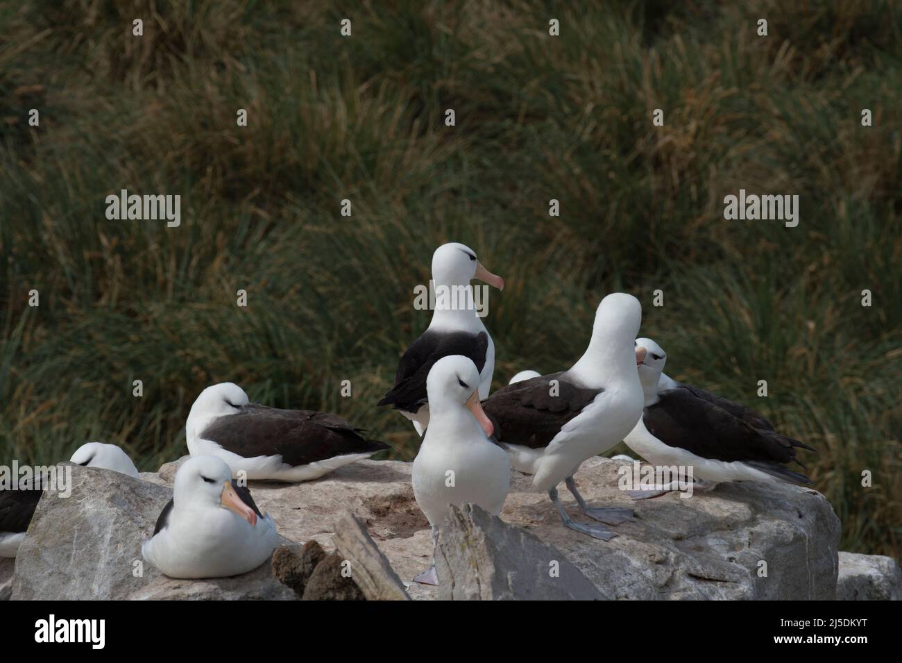 Black browed albatross Saunders Island Stock Photo