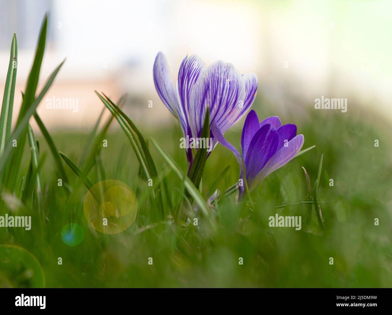 Crocus field hi-res stock photography and images - Alamy