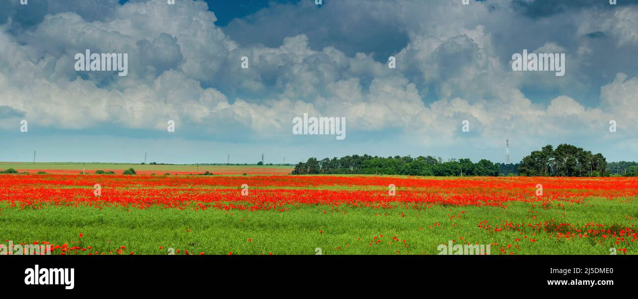 panorama poppy field, beautiful blue sky with clouds Stock Photo - Alamy