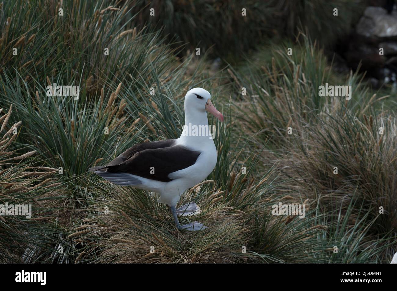 Black browed albatross Saunders Island on the nest. Stock Photo