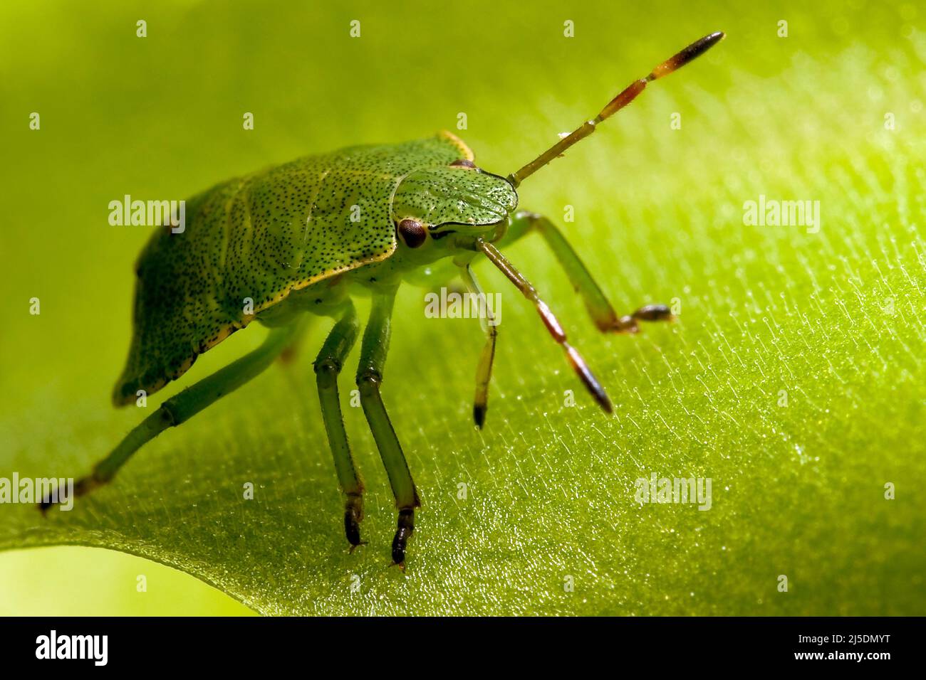 Green shield bug walks on a butterworts  leaf sticky and dangerous surface Stock Photo