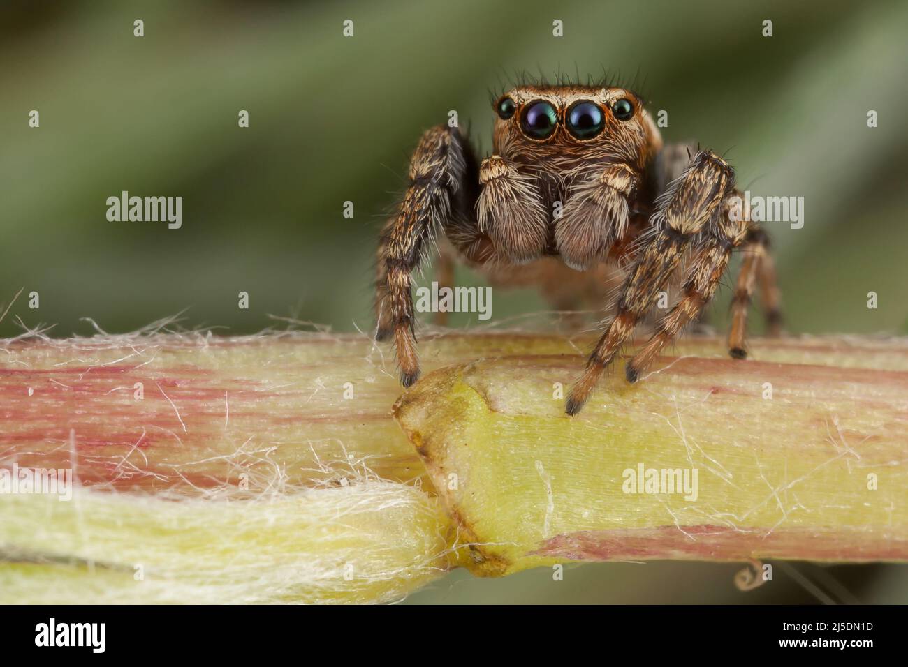 Jumping spider walking on a dandelions flower stem Stock Photo