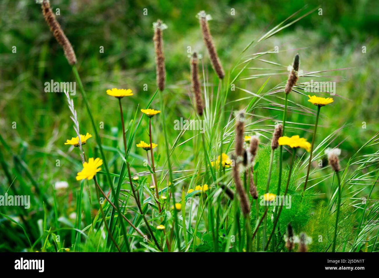 Glebionis segetum - (Chrysanthemum segetum) – Corn Marigold. Bem me quer mal me quer. Wilderness or hiking activities wallpaper. Wild flora wallpaper. Stock Photo