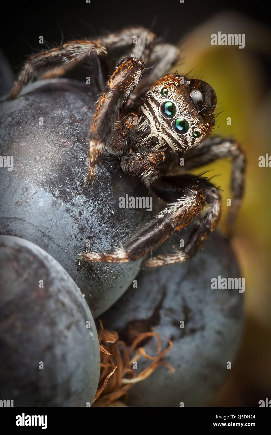 Jumping spider water drop hires stock photography and images Alamy