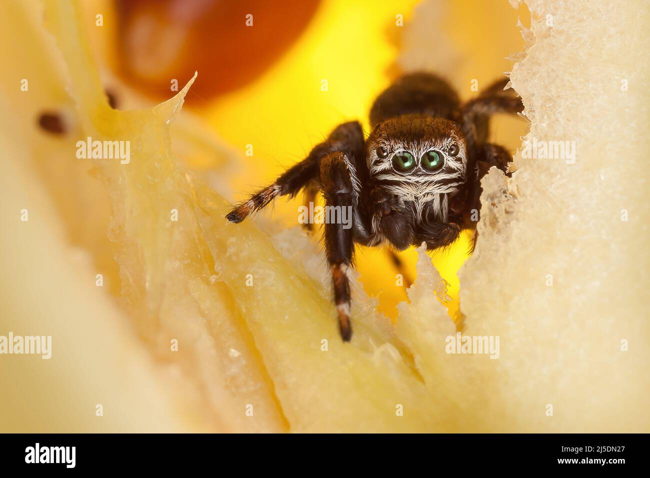 Jumping spider inside yellow chopped apple looking at the camera Stock Photo