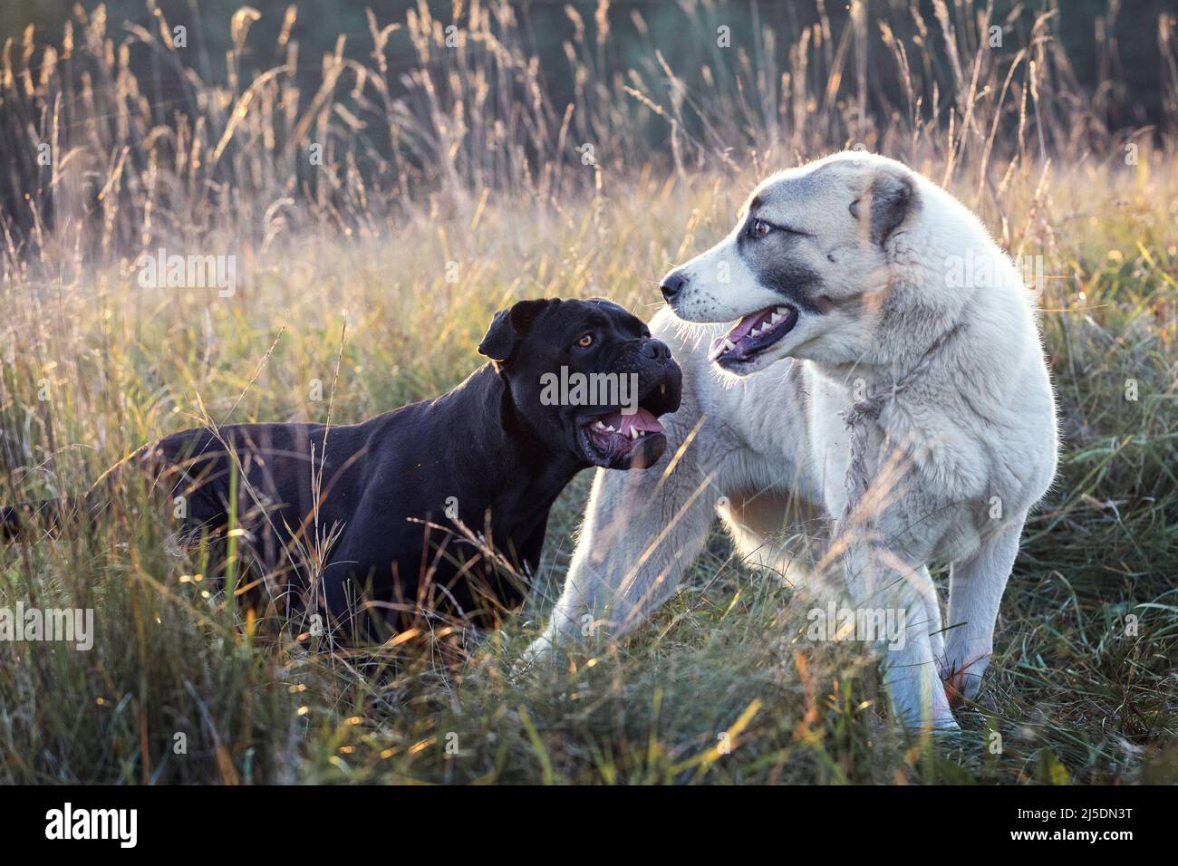 Two dogs, black and white play friendly in the meadow Stock Photo - Alamy