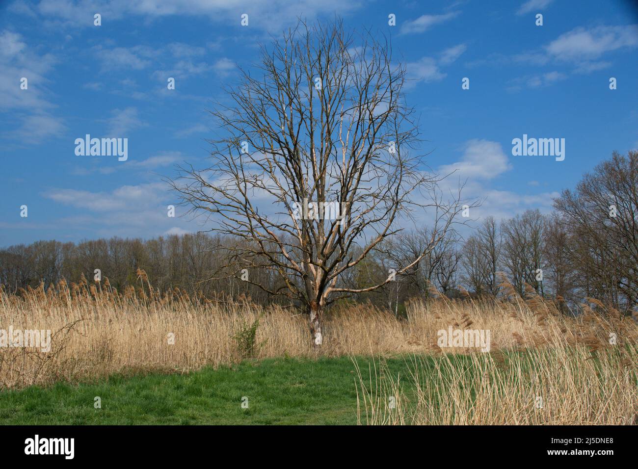 Photography of landscape in spring time Stock Photo