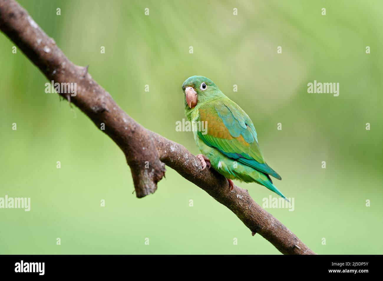 orange-chinned parakeet (Brotogeris jugularis) on a branch of Maquenque Eco Lodge, Costa Rica, Central America Stock Photo
