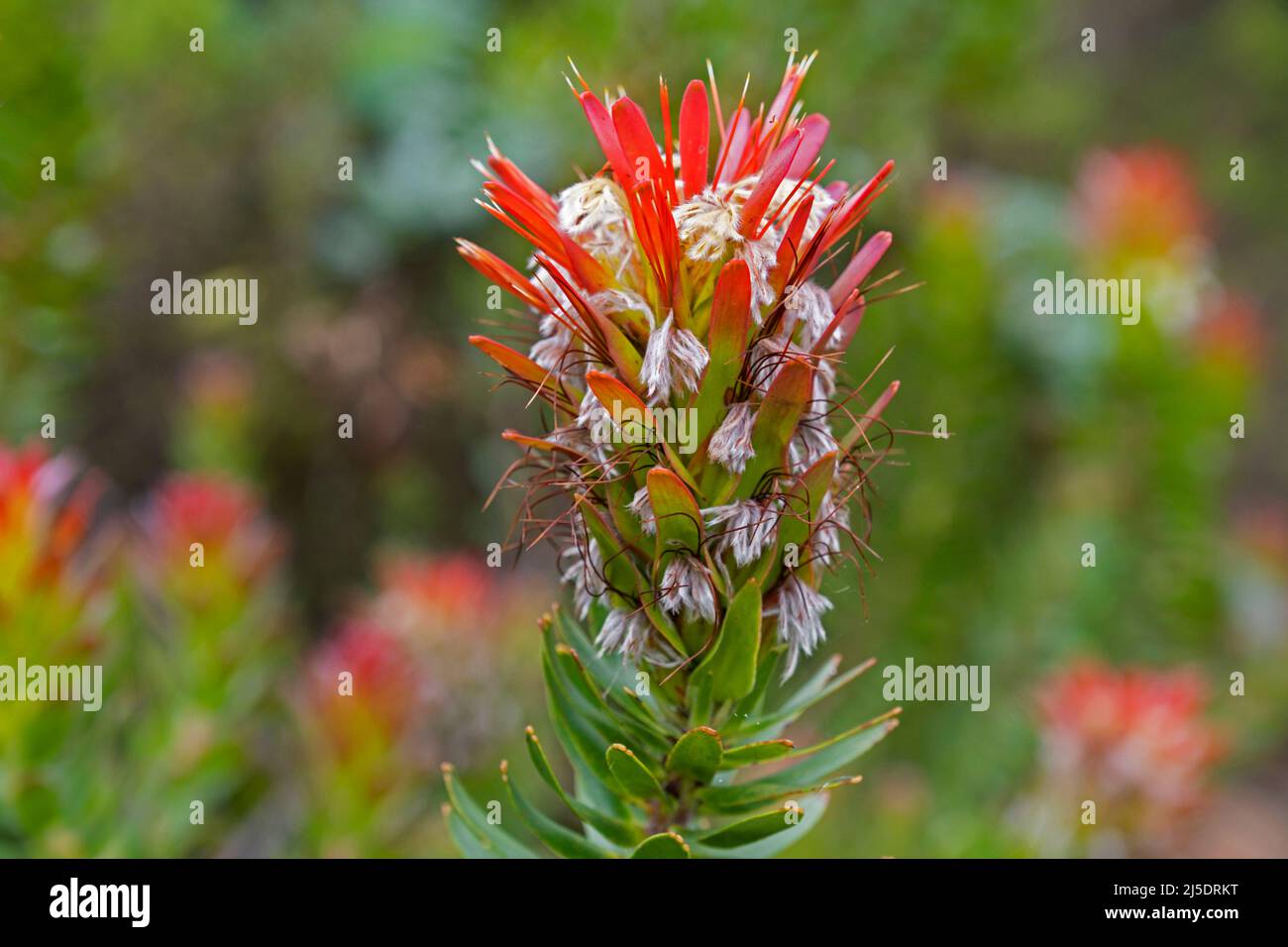 Common pagoda / rooistompie (Mimetes cucullatus) at the Kirstenbosch National Botanical Garden near Cape Town / Kaapstad, Western Cape, South Africa Stock Photo