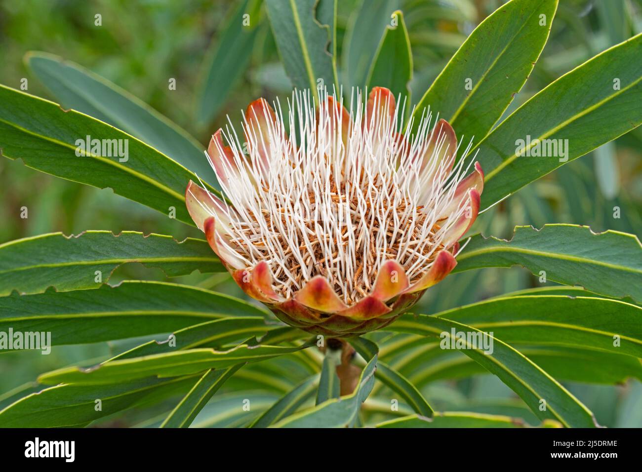 Common protea (Protea caffra) in flower at the Kirstenbosch National Botanical Garden near Cape Town / Kaapstad, Western Cape, South Africa Stock Photo