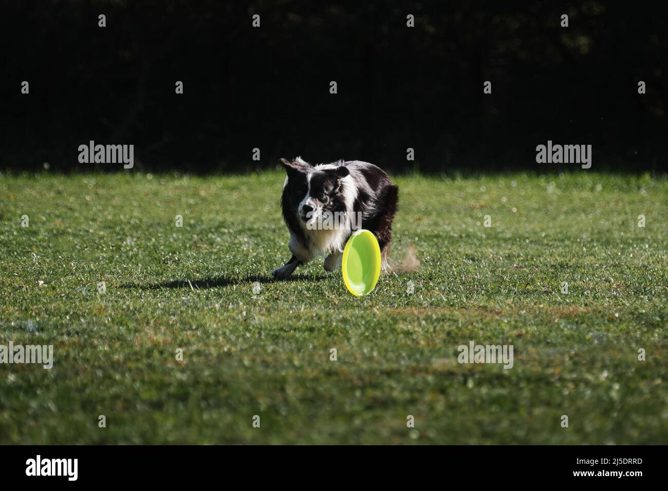 Border collie and frisbee hi-res stock photography and images - Page 5 -  Alamy