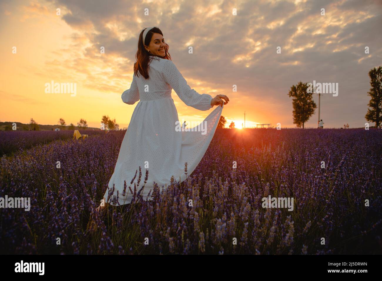 gorgeous woman in white dress at lavender field sunset time Stock Photo ...