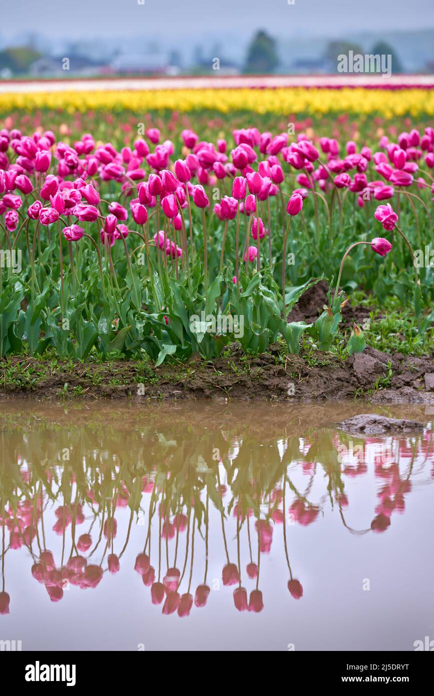 Muddy Field Skagit Valley Tulips vertical. A field of tulips after heavy rain in the Skagit Valley, Washington State. Stock Photo