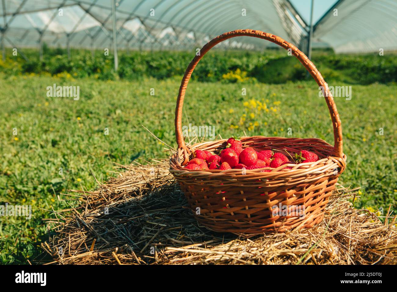 bucket with strawberries farm on the background copy space Stock Photo ...