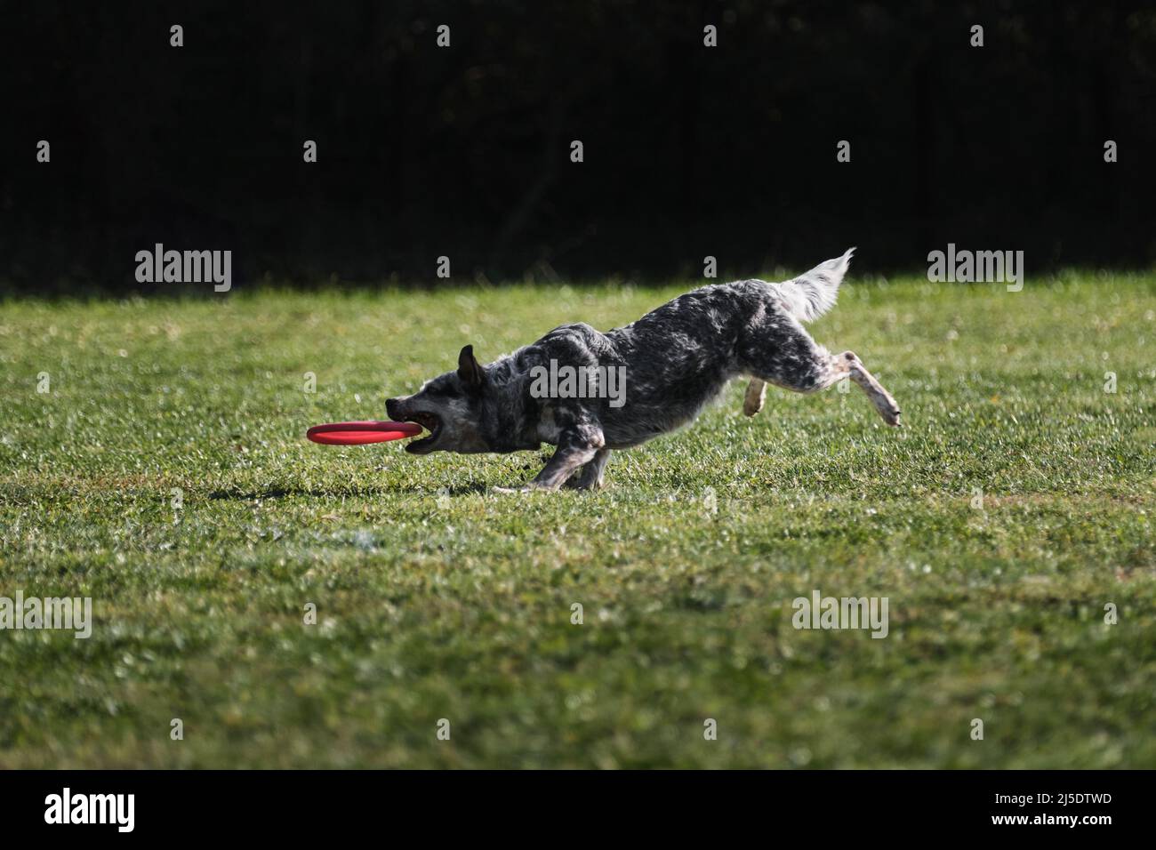 Blue heeler frisbee hot sale