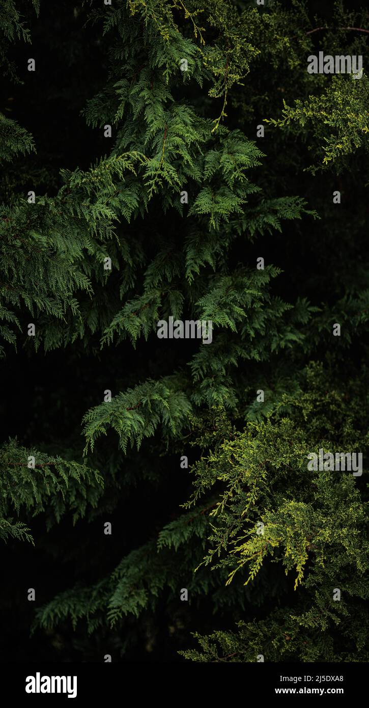Dark green pine branches vertical forest panorama Stock Photo