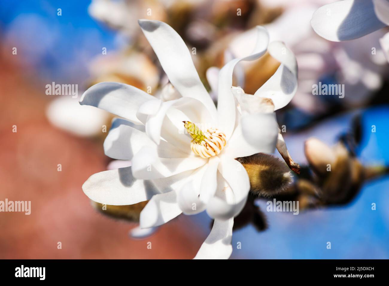 Close-up side view of a wide open white star magnolia blossom (lat: Magnolia stellata) in focus against a blurred background on the tree. Stock Photo