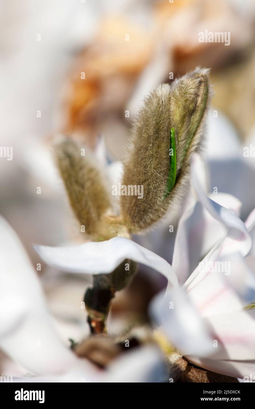 Macro view of burst bud of White Star Magnolia (lat: Magnolia stellata) in focus against blurred natural background on tree. Stock Photo