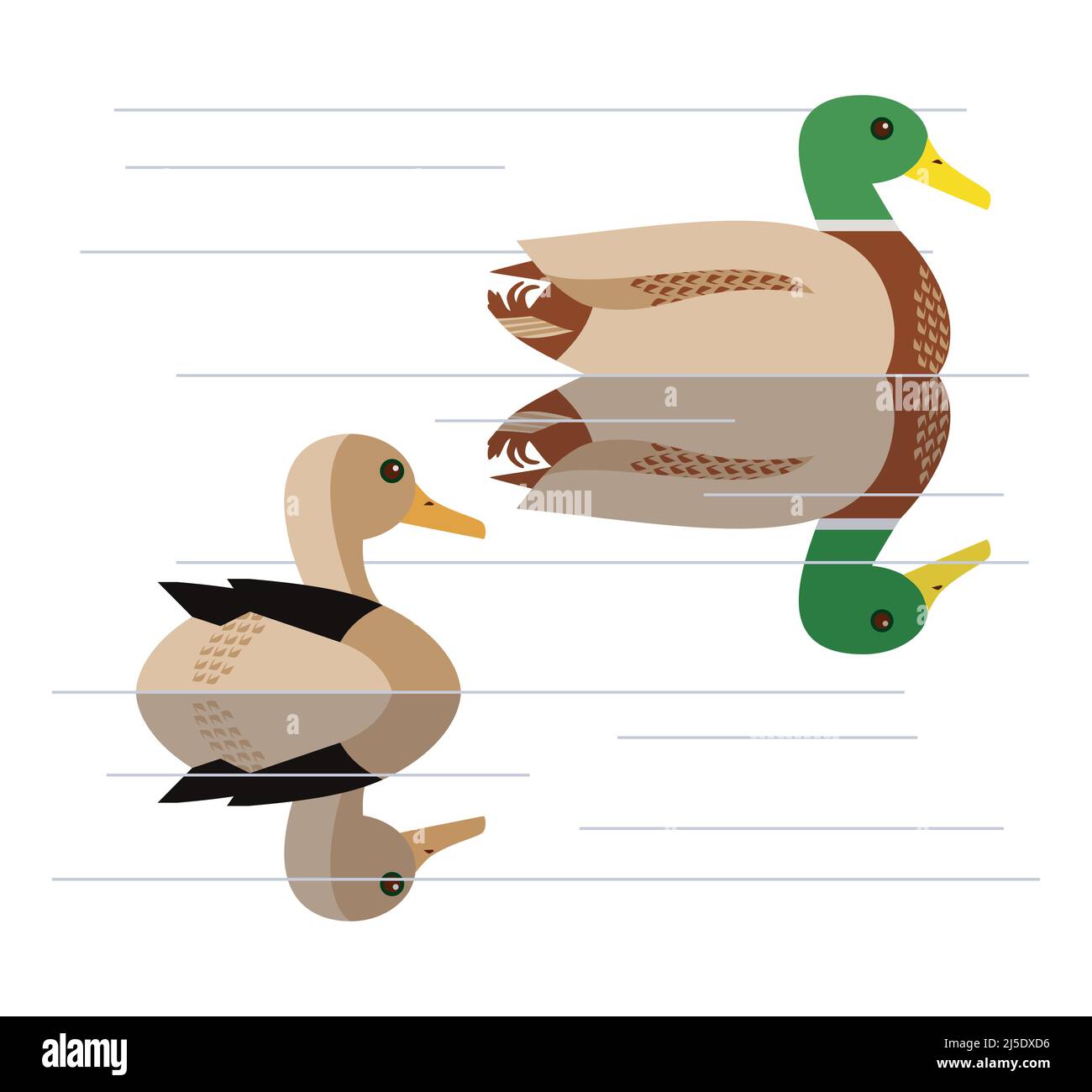 Wild Ducks swimming flat color vector icon. Colorful drake bird isolated on white background. Green head Mallard male duck design element illustration Stock Vector