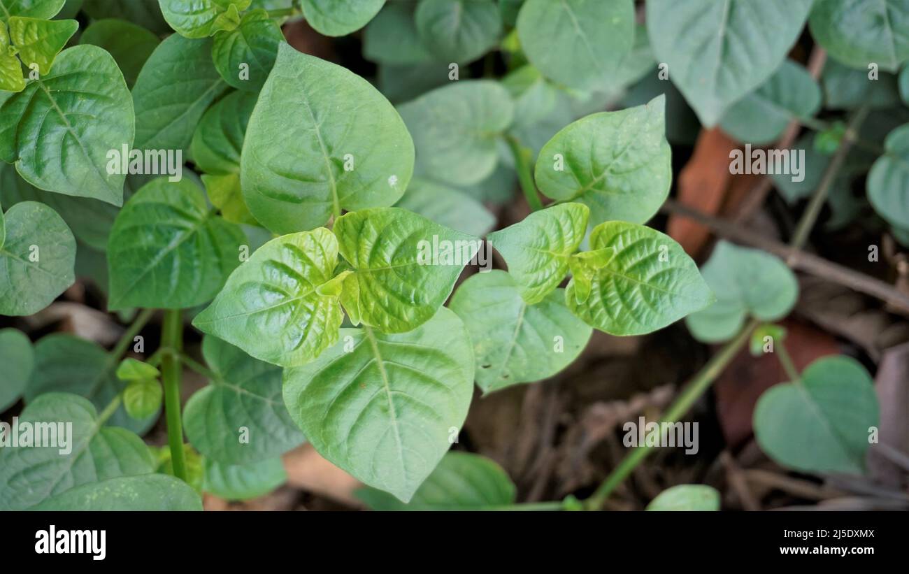 Green leaves of Asystasia gangetica also known as Chinese violet, Ganges primrose, Philippine violet. Spotted in BTM or Madiwala lake, Bangalore Stock Photo