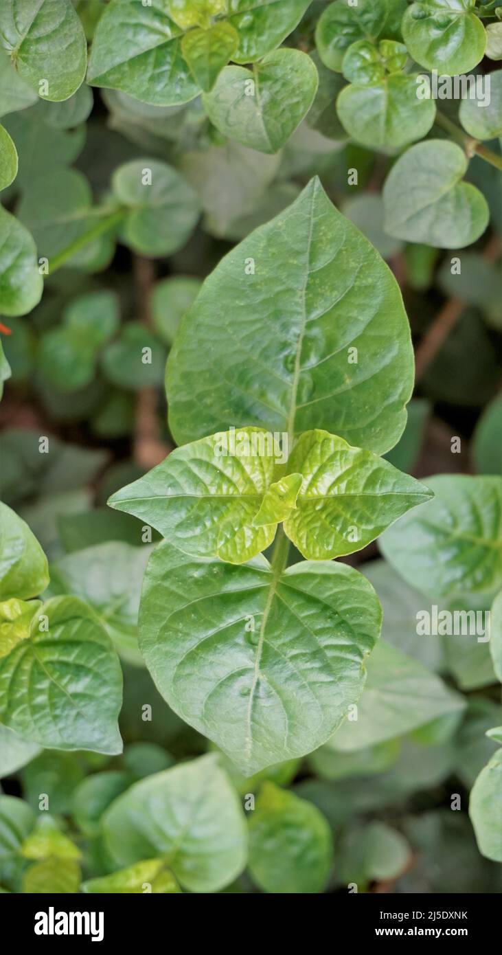 Green leaves of Asystasia gangetica also known as Chinese violet, Ganges primrose, Philippine violet. Spotted in BTM or Madiwala lake, Bangalore Stock Photo