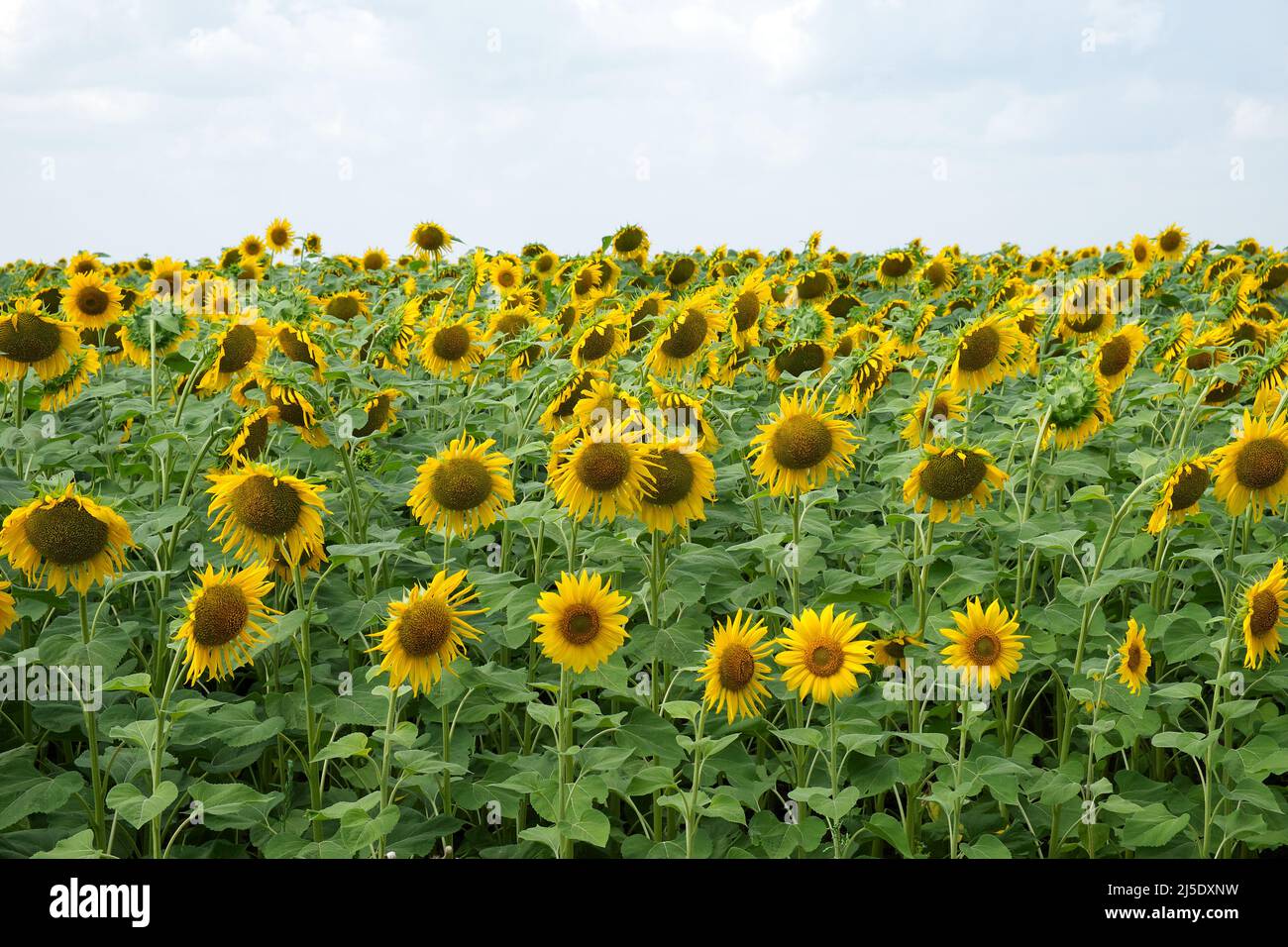 Sunflower field under blue sky hi-res stock photography and images - Alamy