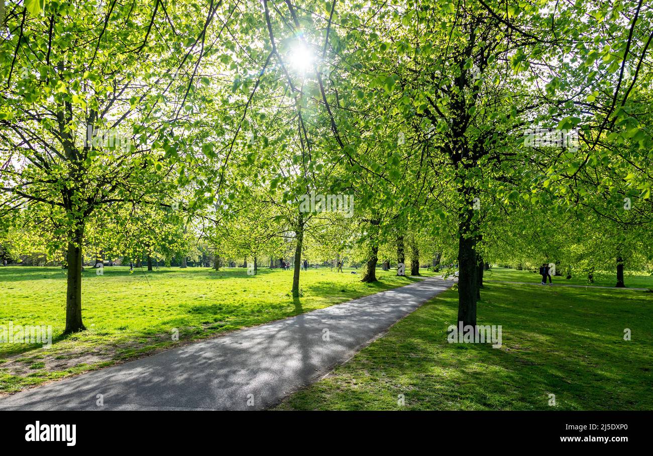 Trees in Spring in Hyde Park London UK Stock Photo - Alamy