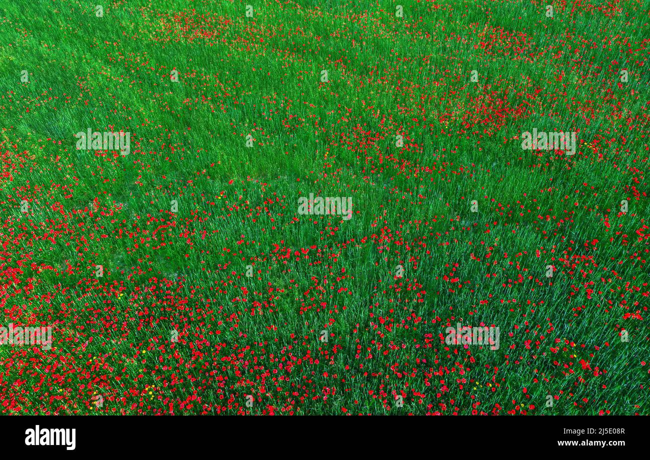 Poppy flowers in green crops field. Aerial view, abstract nature background Stock Photo