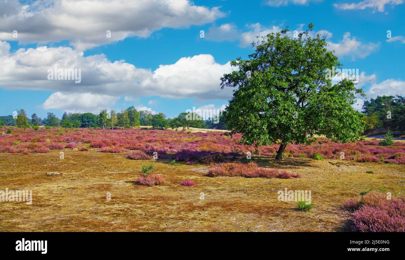 Beautiful scenic heath landscape with purple blooming heather erica flowers and isolated oak tree against blue sky - Loonse und Drunense Duinen, Nethe Stock Photo