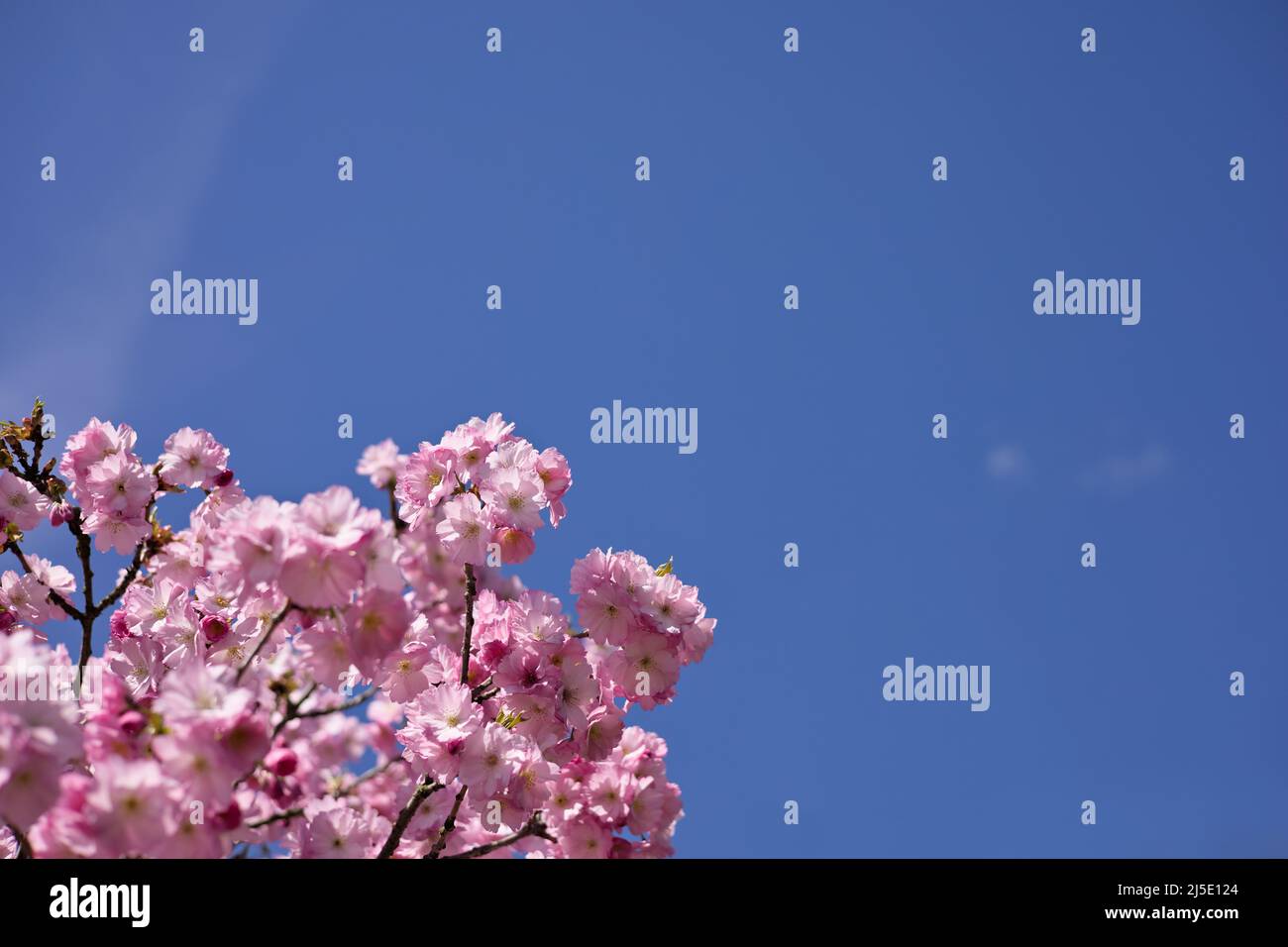 Branches of pink cherry blossoms (sakura) on the tree under blue sky ...
