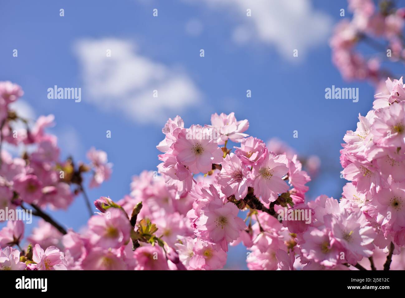 Branches of pink cherry blossoms on the tree under blue sky, Sakura ...