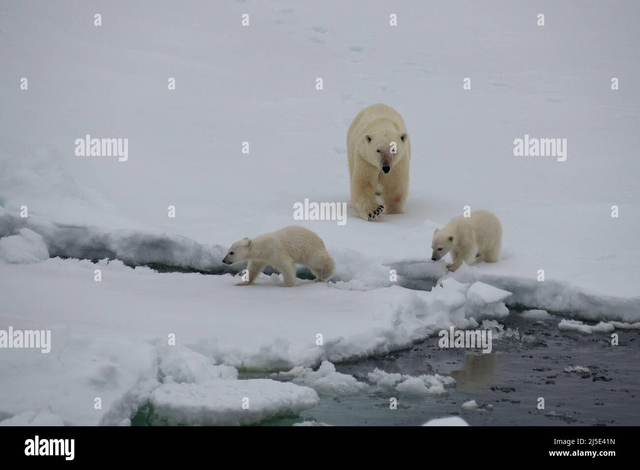 Big polar bear on drift ice edge Stock Photo - Alamy