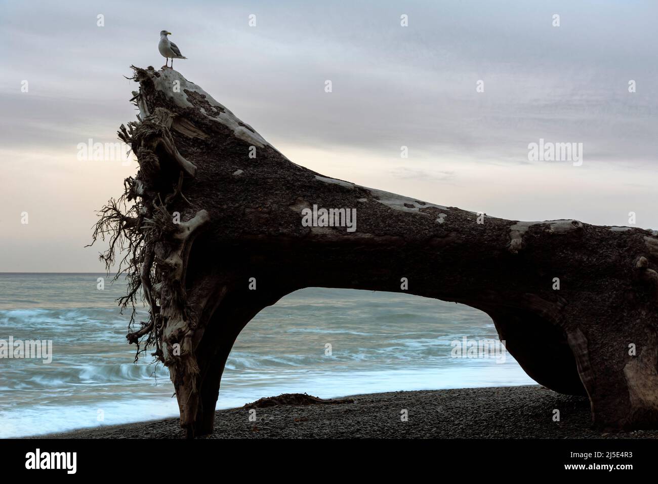 WA21437-00...WASHINGTON - Seagull standing on a massive old tree washed  up on the shores of Rialto Beach in Olympic National Park. Stock Photo