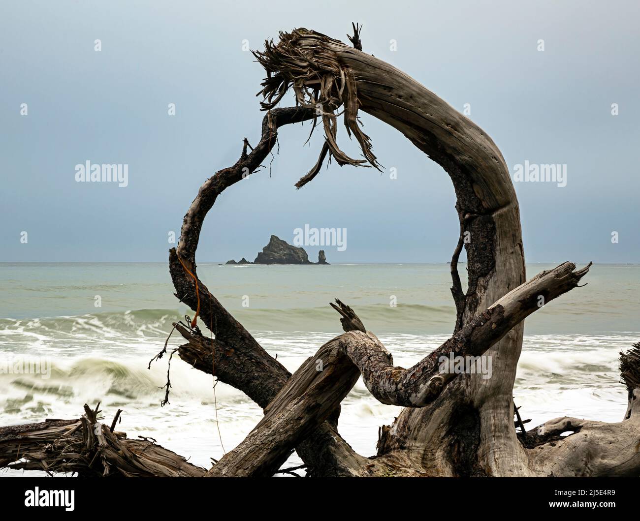 WA21439-00...WASHINGTON - Branches on a driftlog framing an offshore island from Rialto Beach in Olympic National Park. Stock Photo