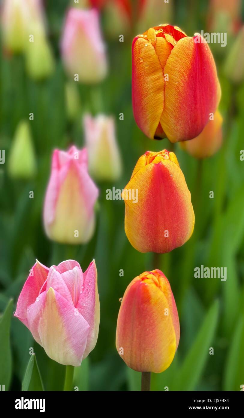 Close Up View of Yellow and Red Tulips in Bloom Stock Photo - Alamy