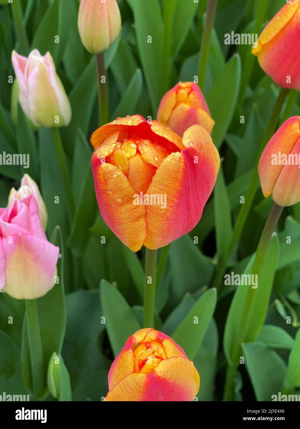 Close Up View of Yellow and Red Tulips in Bloom Stock Photo - Alamy