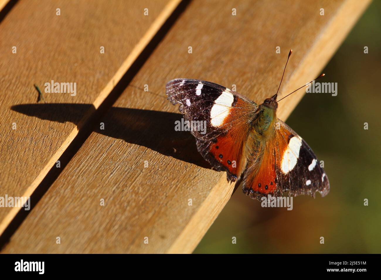 New Zealand Yellow Admiral butterfly, or kahukowhai, basking with wings out on wooden table in the sun. Butterflies are ectotherms, meaning they rely Stock Photo