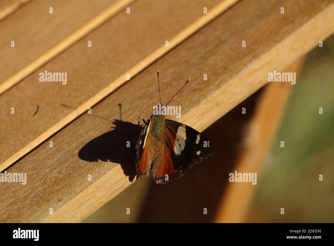 Red Admiral on Kōwhai Cosmetic Mirror Red Admiral on Kōwhai Cosmetic Mirror