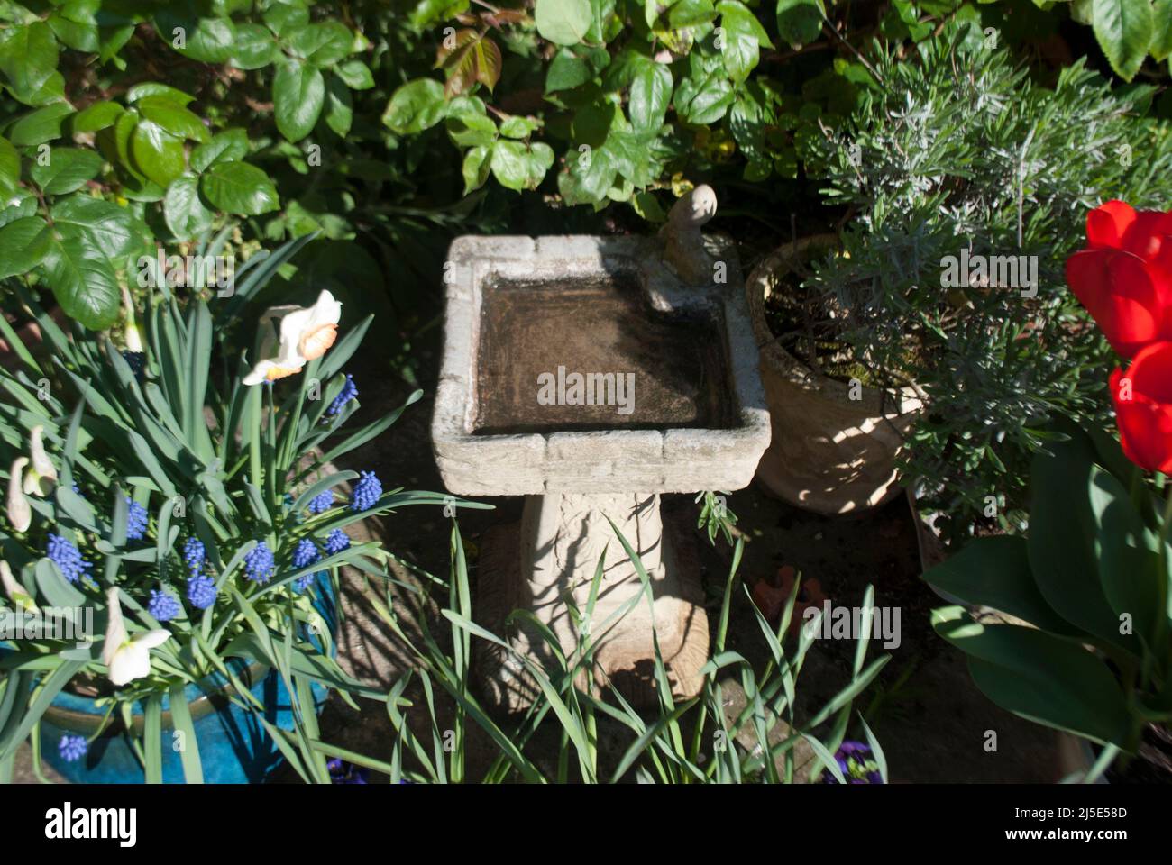 Stone bird bath surrounded by green plants and red tulips in garden in Ruskington, Sleaford, England, UK Stock Photo