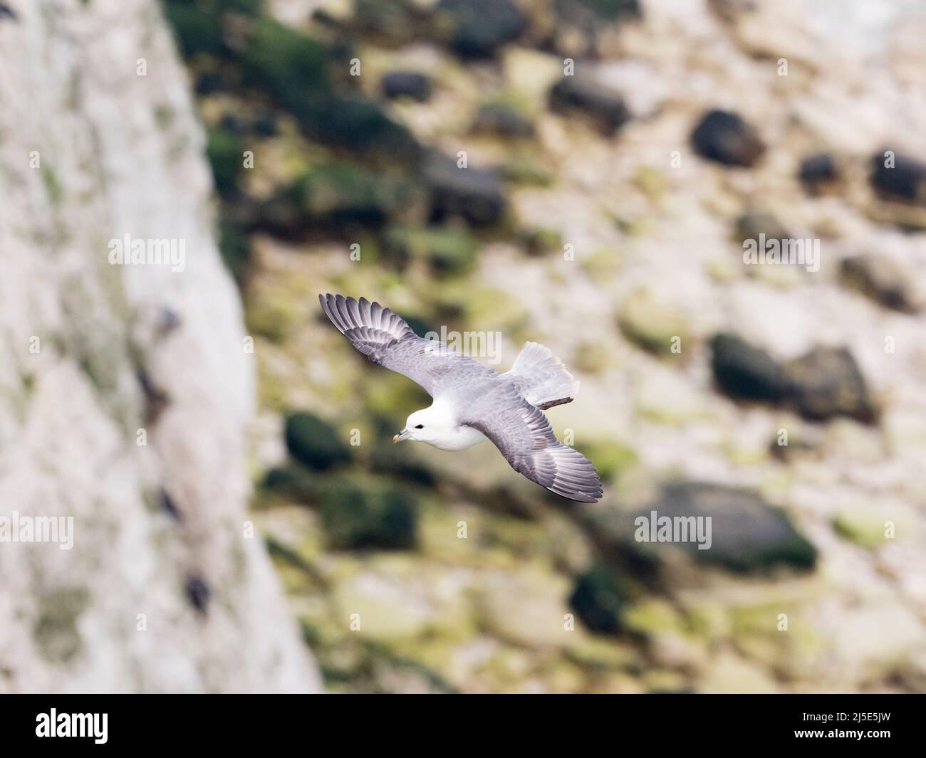 Fulmar (Fulmarus glacialis ) seen from above looking down on it  soaring around the cliffs, nice cliff background. Stock Photo