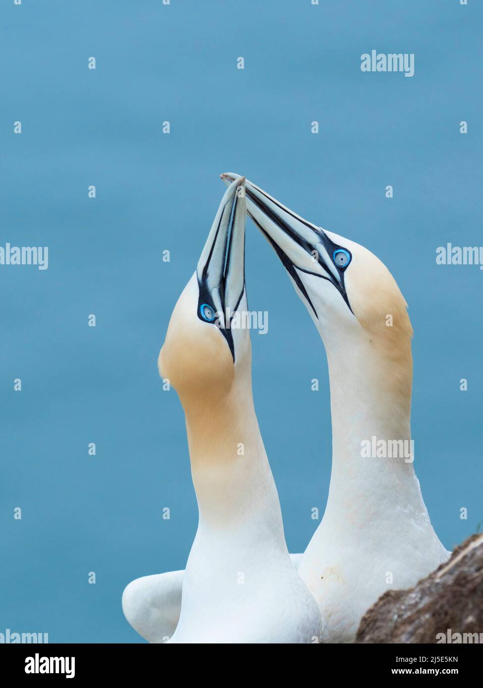 Pair of Gannets (Morus bassanus) bill clapping display. Stock Photo