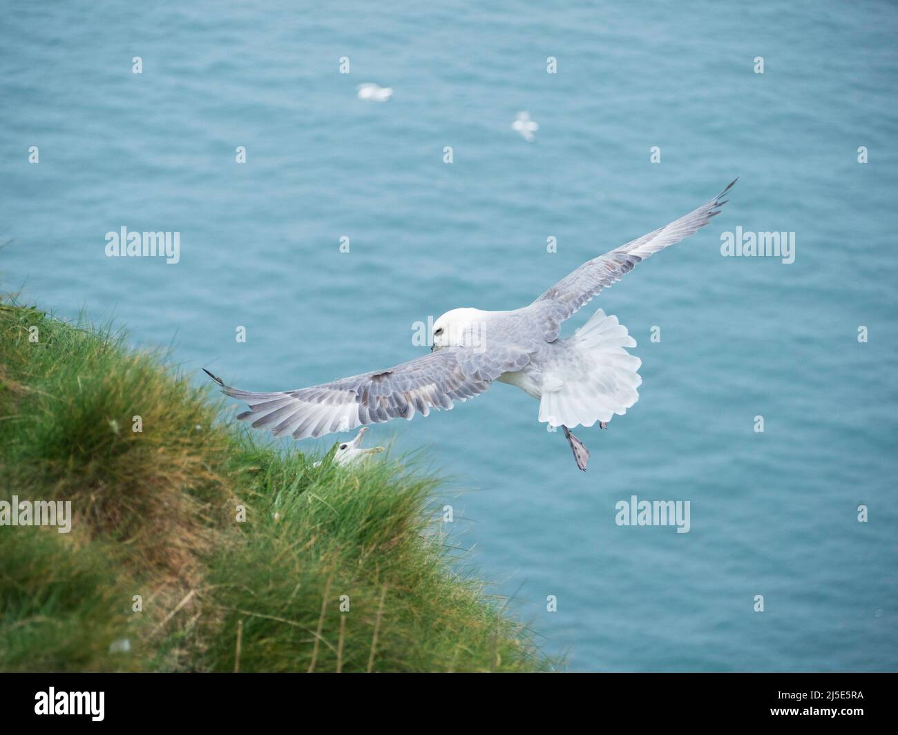 Fulmar Fulmarus glacialis doing a fly-by display over a female on the cliffs. Stock Photo