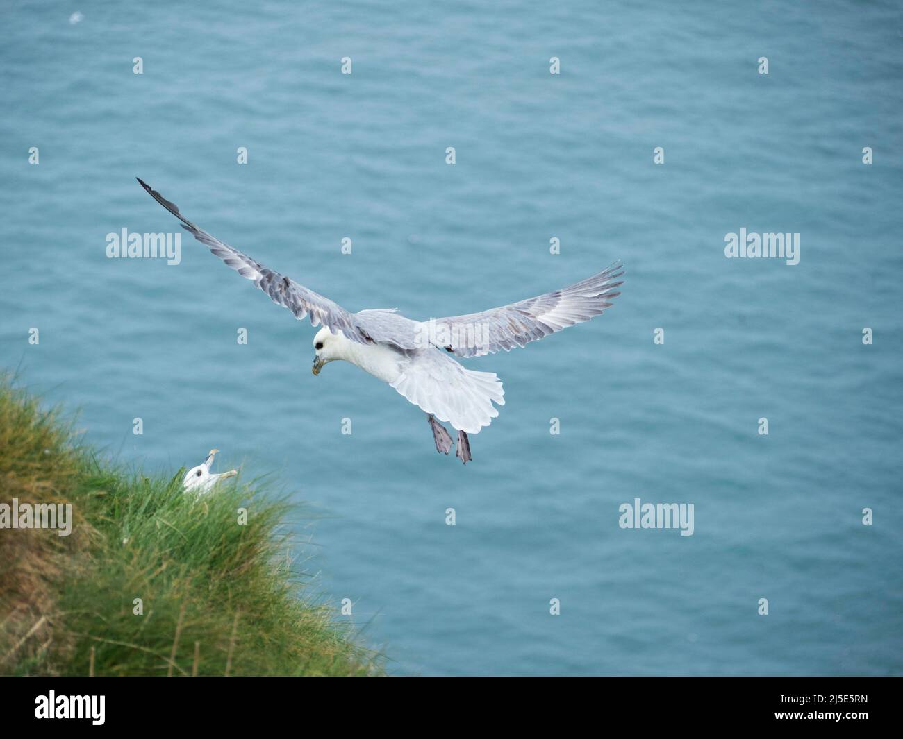 Fulmar Fulmarus glacialis doing a fly-by display over a female on the cliffs. Stock Photo