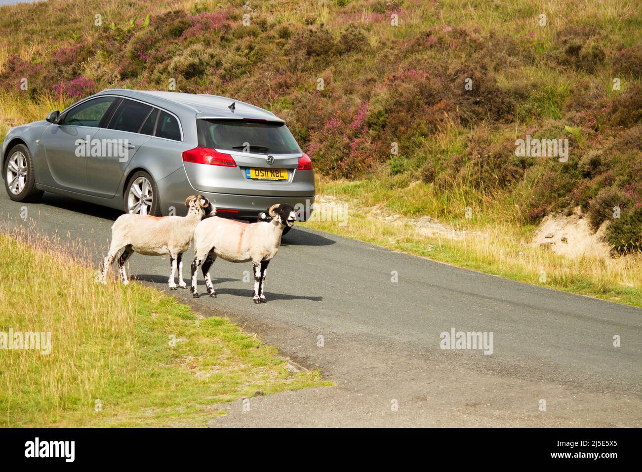 Sheep on the moorland road at Rosedale Yorkshire. Speeing car behind them. Stock Photo