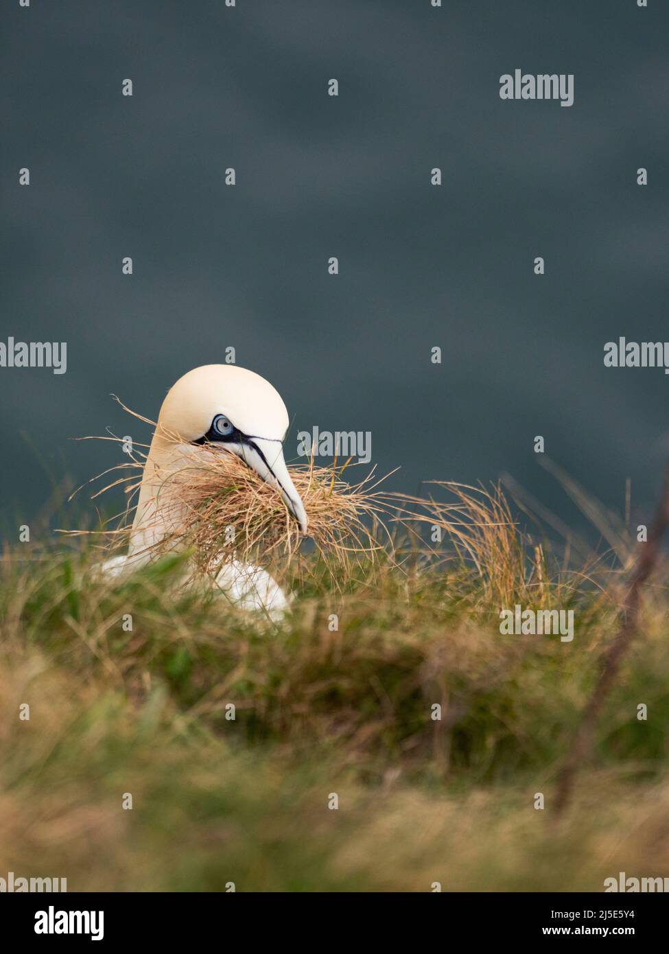 Gannet. Morus bassanus. collecting nest material on the cliff top. Stock Photo