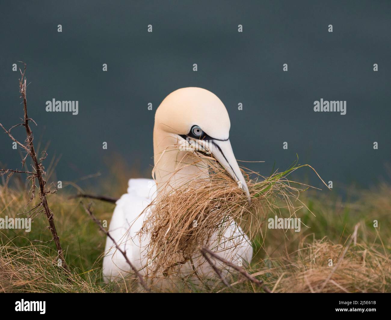 Gannet. Morus bassanus. collecting nest material on the cliff top. Stock Photo