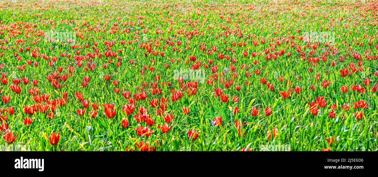 Red tulips wild flowers field in spring, colorful natural background Stock Photo