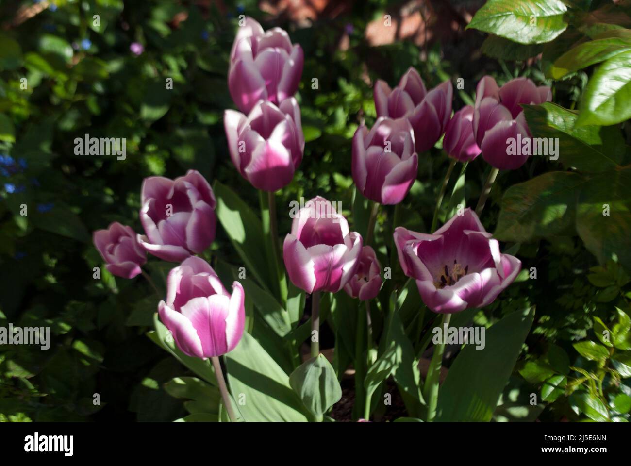 Pink and white variegated tulips against an old brick wall in garden in Ruskington, Sleaford, England, UK Stock Photo