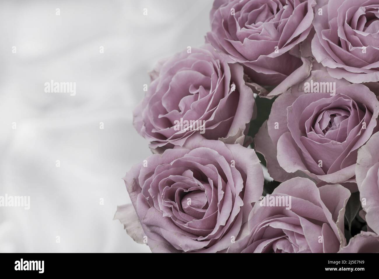 photo of beautiful roses on background Stock Photo - Alamy